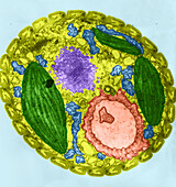 Euglena (TEM)