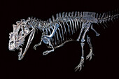 Allosaurus