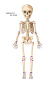 Child's Skeleton Growth Plates, Illustration