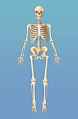 Adult Skeleton, Illustration