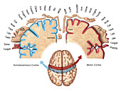 Cortical Homunculus Illustration