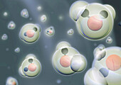 Water Molecules, Illustration