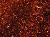 Glial Cells in Rat Brain, LM