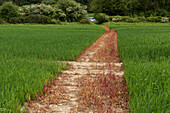 Footpath with Herbicides