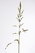 False Oat-grass