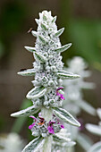 Lamb's Ear