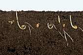 Germinating Wheat Seeds