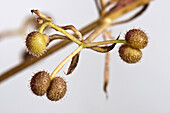 Burrs on Cleavers