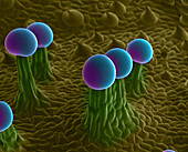 SEM Cannabis Trichomes