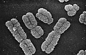 Human chromosomes, SEM