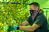 Harvesting cannabis, Michigan, USA