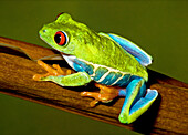 Red-eyed treefrog