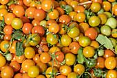 Harvested tomatoes