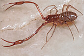 Cave Adapted Pseudoscorpion