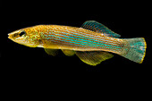Northern Studfish (Fundulus catenatus)
