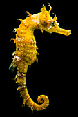 Northern Seahorse (Hippocampus erectus)