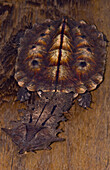Mata Mata Turtle (Chelus fimbriata)