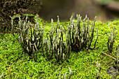 Fungus growing in moss