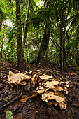 Fungus on rainforest floor