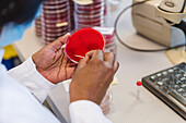 Lab technician selecting a bacterial sample