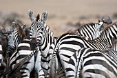 Grant's zebras
