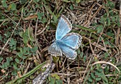 Chalk-hill blue butterfly