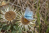 Male chalkhill blue butterfly