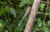 Female migrant hawker