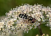 Pied hoverfly