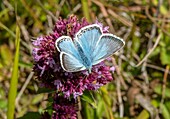 Male chalk-hill blue butterfly
