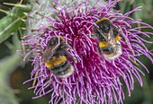 Buff-tailed bumblebees