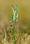 Autumn lady's-tresses (Spiranthes spiralis)