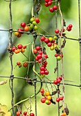 Black bryony berries (Dioscorea communis)