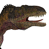Acrocanthosaurus head, illustration