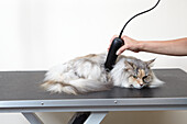 Clipping out matted hair on longhair cat at grooming parlour