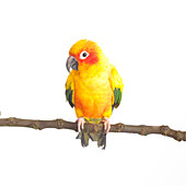 Sun parakeet