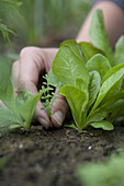 Weeding around seedlings