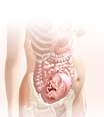 Embryo in the womb at 22 weeks, illustration