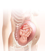 Embryo in the womb at 35 weeks, illustration