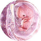 Embryo in the womb at 8 weeks, illustration