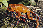 Golden toads mating