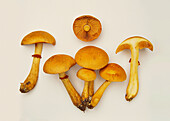 Cluster of giant flame-cap mushrooms