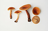Yellow-staining milk cap mushroom