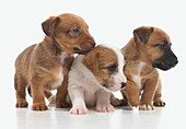 Jack Russell Lakeland terrier cross puppies, 5-week-old