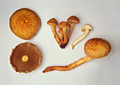 Shaggy scale-head mushroom