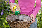 Planting a rattan hanging basket of strawberry plants
