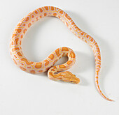 Albino Burmese python