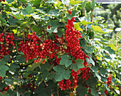 Redcurrants (Ribes rubrum 'Jonkheer van Tets')