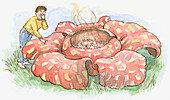 Disgusting smell of Rafflesia arnoldii, illustration