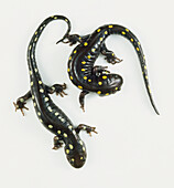 Two spotted salamanders